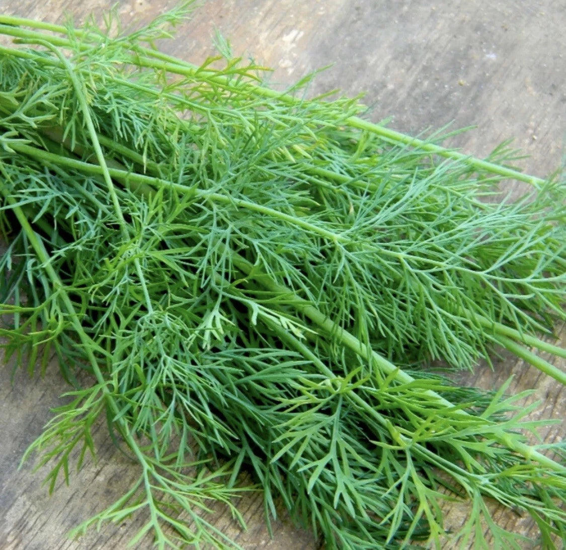 Mammoth Dill Seeds - 50+ Organic Heirloom NON-GMO Herb for Seasoning - Anethum graveolens