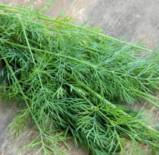 Mammoth Dill Seeds - 50+ Organic Heirloom NON-GMO Herb for Seasoning - Anethum graveolens