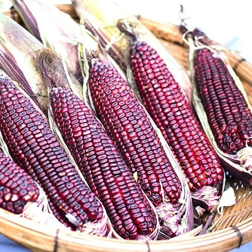 Bloody Butcher Corn Seeds | Heirloom Non-GMO Variety | Zea mays | Free Shipping