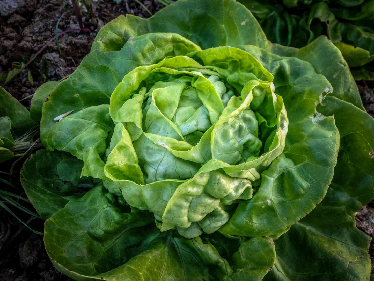 Buttercrunch Leaf Lettuce Seeds Bulk - 1000 to 8000 Seeds, Butterhead Variety, Tender Fall Crop, Ideal for Home Gardening