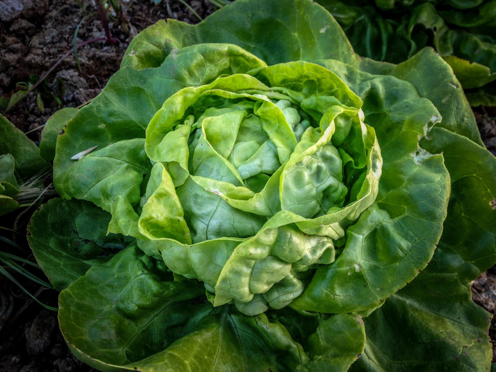 Buttercrunch Leaf Lettuce Seeds Bulk - 1000 to 8000 Seeds, Butterhead Variety, Tender Fall Crop, Ideal for Home Gardening