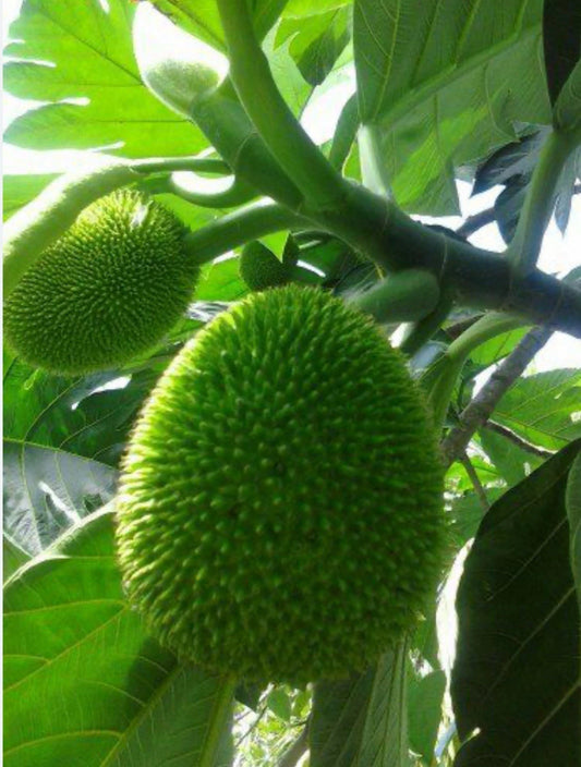 Breadfruit Tree Plant – 12”+ Puerto Rican Panapén – Artocarpus altilis – Tropical Fruit Tree for Home Garden