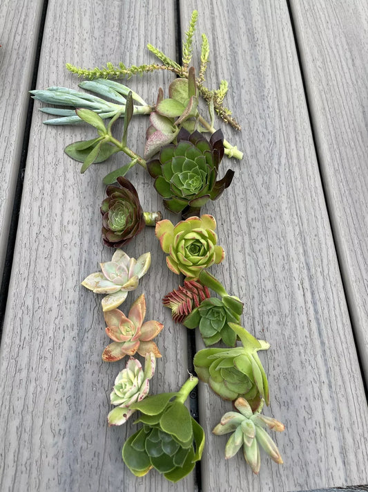 15 Assorted Succulent Cuttings | 15 Varieties | Live Plants for Crafting | Echeveria, Sedum, Haworthia, & More