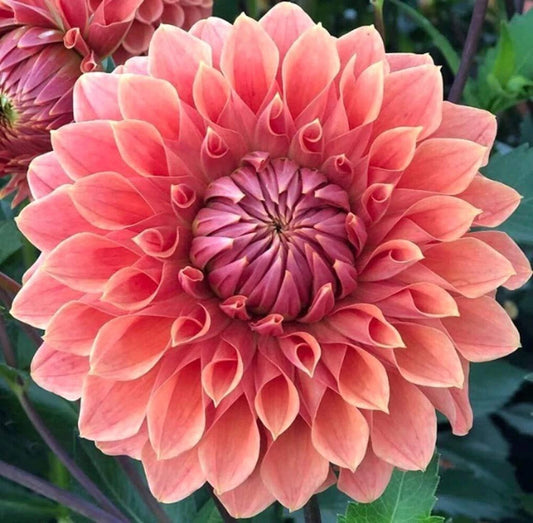 Dahlia Flower Seeds - Exotic Mix - 100+ Seeds - USA Made - Ships from Iowa