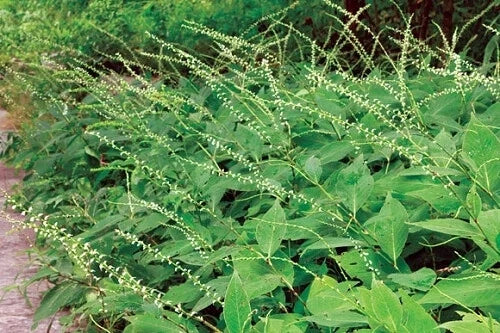 Jumpseed Seeds - 200 Count - Virginia Knotweed - Persicaria virginiana