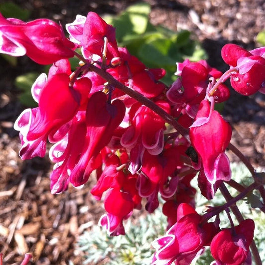 25 Bleeding Heart Seeds - Dicentra Spectabilis - Heart-Shaped Flowers for Shade Garden - Perennial Plant Seeds