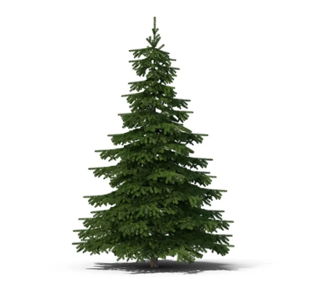 Balsam Fir Tree Seeds - 50 Count - Abies balsamea - Evergreen Conifer Seeds for Planting