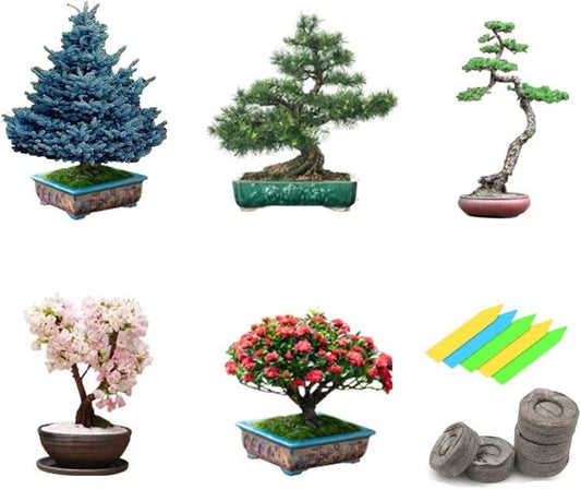 Bonsai Tree Seeds 5 Varieties Non-GMO Heirloom Starter Seeds for Gardening
