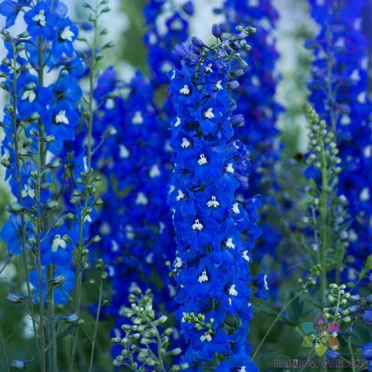 Delphinium Seeds - 200+ Count - Paramo Azul Variety - Ideal for Garden Planting - USA Grown