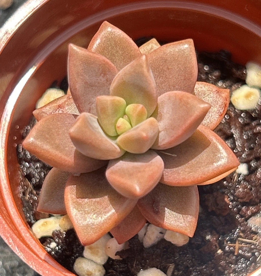 Live Succulent Plant | Graptosedum ‘Vera Higgins’ | Fully Rooted | Ideal for Indoor Gardening and Decor