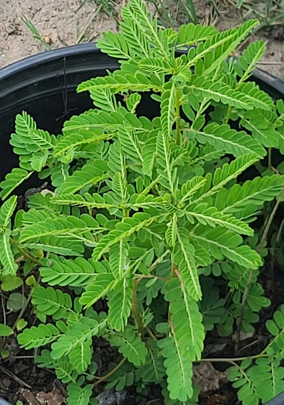 50+ Stonebreaker Seeds, Organic Chamber Bitter, Gripeweed, Phyllanthus Urinaria for Herbal Remedies