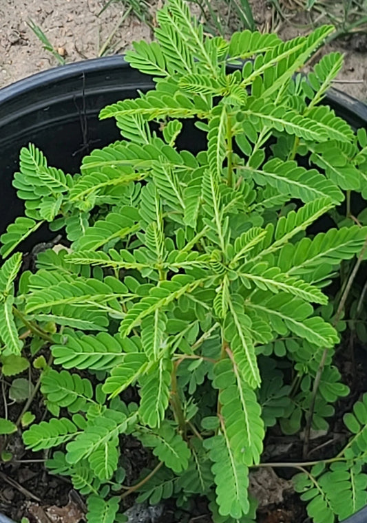 50+ Stonebreaker Seeds, Organic Chamber Bitter, Gripeweed, Phyllanthus Urinaria for Herbal Remedies