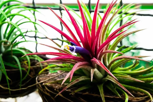 10 Tillandsia Ionantha Seeds for Planting - Shy Plant Variety, Air Plant Seeds, Tropical Bromeliad, Indoor Gardening