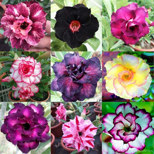 Mixed Color Desert Rose Seeds | 10 Pack | Adenium Obesum | Easy to Grow Flower Seeds