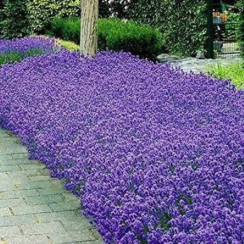 Italian Lavender Seeds - Heirloom Non-GMO - Aromatic Herb Seeds for Garden - Lavandula angustifolia