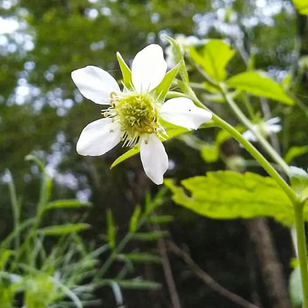 White Avens Flower Seeds 500+ | Geum canadense | Perennial Wildflower Seeds for Garden Planting