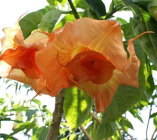 Magic Moment Angel Trumpet Seeds - 10 Flower Seeds - Brugmansia Datura 651 - USA Grown