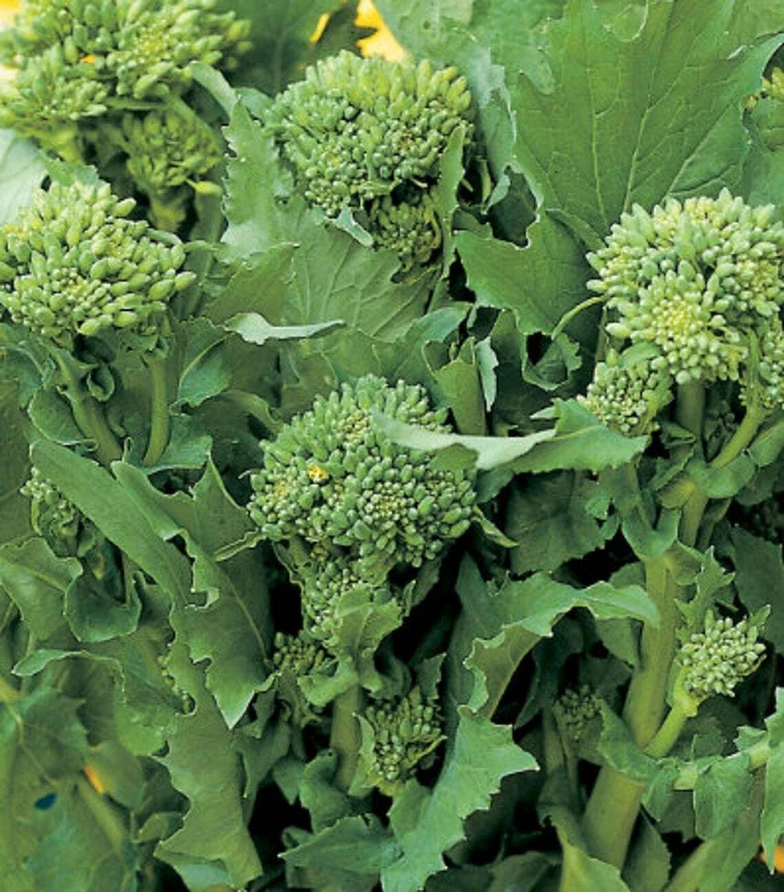 Broccoli Raab Seeds | Heirloom Non-GMO Rapini | Vegetable Seeds | 100-5000 Seeds