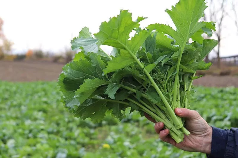 Broccoli Raab Seeds 1000 Count Spring Rapini Brassica rapa var. ruvo Non-GMO Vegetable Garden Planting Seeds