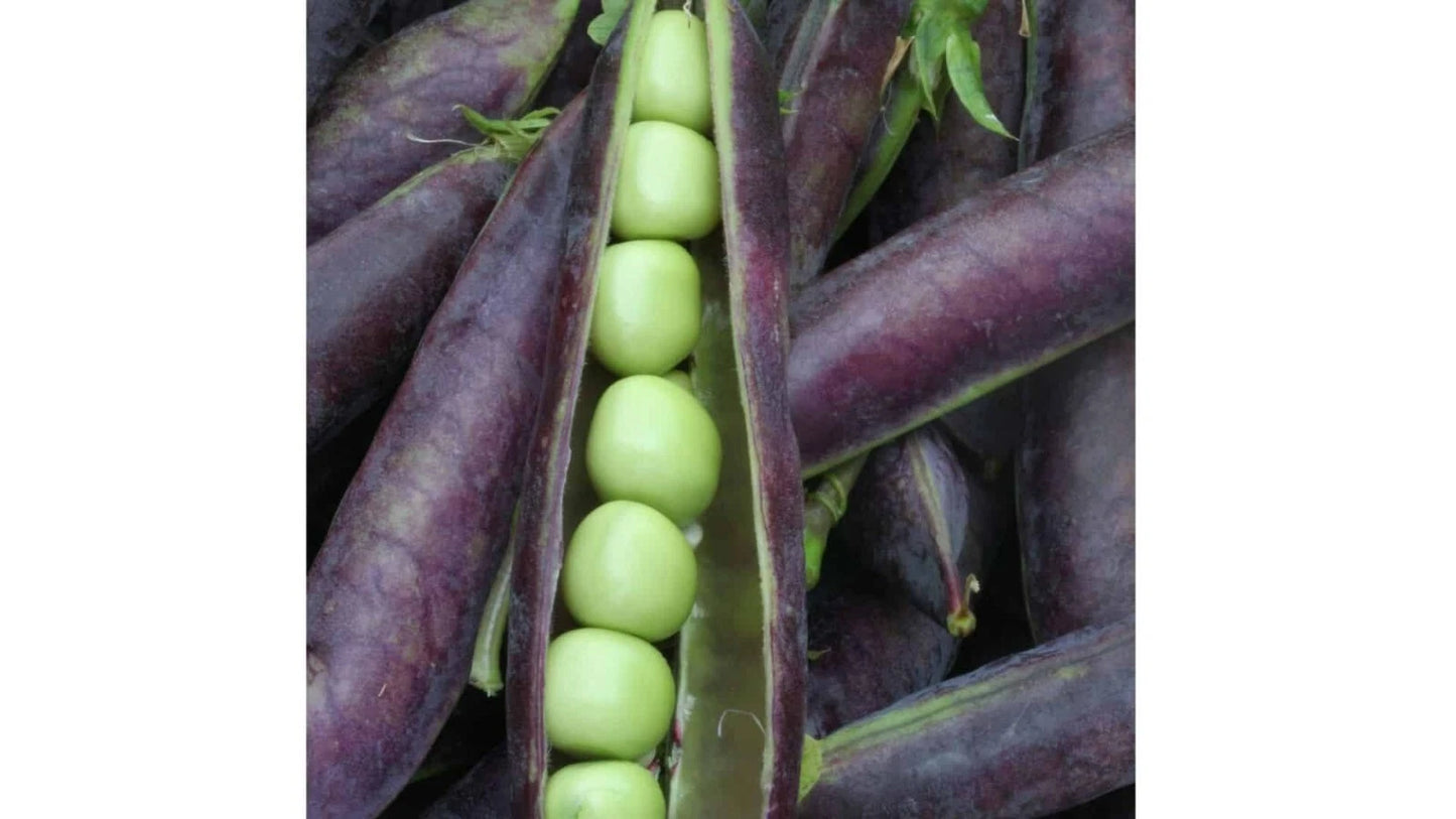 Blue Shelling Pea Seeds, NON-GMO, Blauwschokkers, Purple-Blue Pod, Heirloom Vegetable Seeds