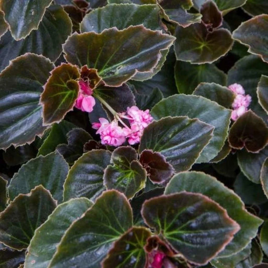 Begonia Starter Plants - Double Lady Francis Pink - Rooted Houseplants - Perfect for Indoor Gardens - Begonia spp.