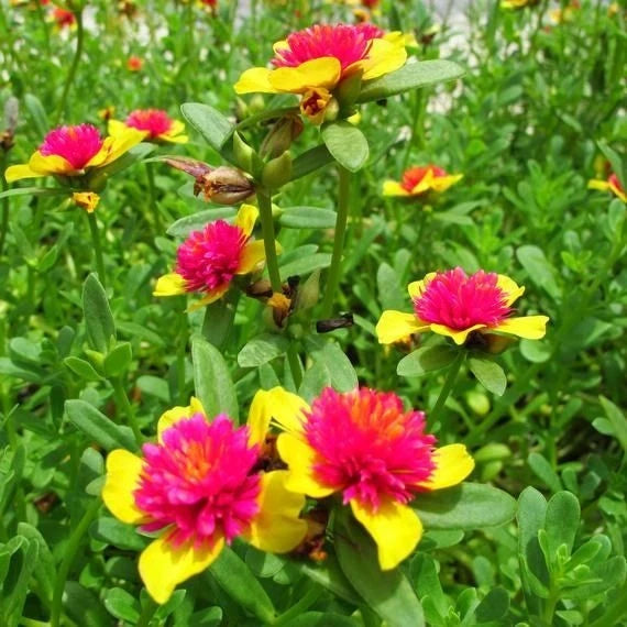 Hot Pink and Yellow Princess Bloom Cuttings - 6 Easy to Grow Purslane - US Seller