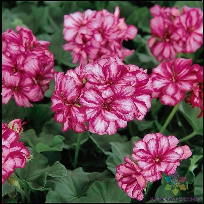Burgundy Ice Ivy Leaf Geranium Seeds - 25+ Premium Pack, Ideal for Garden (Pelargonium peltatum)