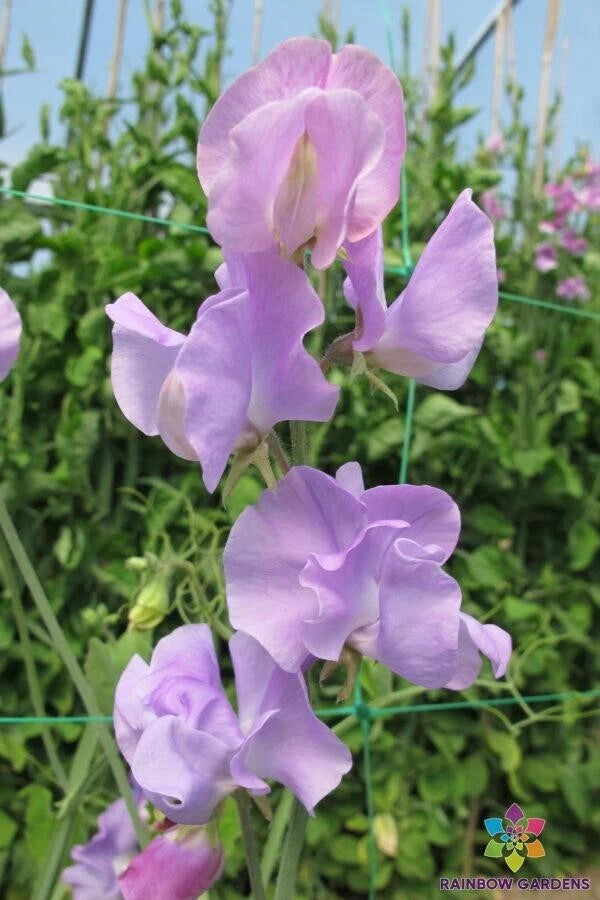 50+ Sunshine Lavender Sweet Pea Seeds for Garden Planting - Lathyrus odoratus - USA Grown - Easy to Grow