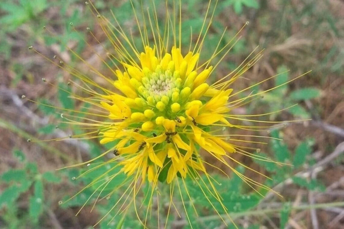 Golden Bee Spider Seeds - 100 Count, Clome Spinosa Perennial, US Seller
