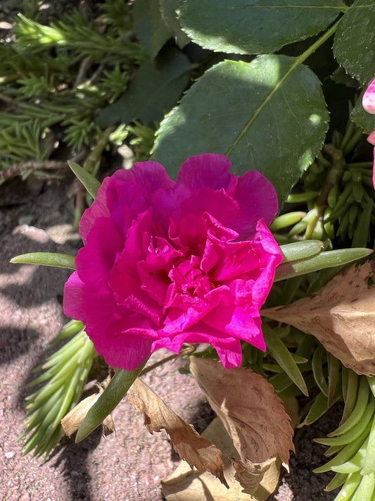 Magenta Double Massive Bloom Cuttings - Portulaca Moss Rose - 7 Healthy Cuttings - US Seller