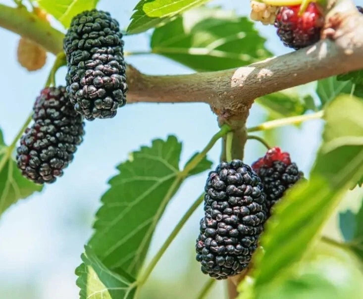 Black Mulberry Tree Seeds - 30+ Organic Heirloom Seeds (Morus nigra) Fresh USA 04/2025