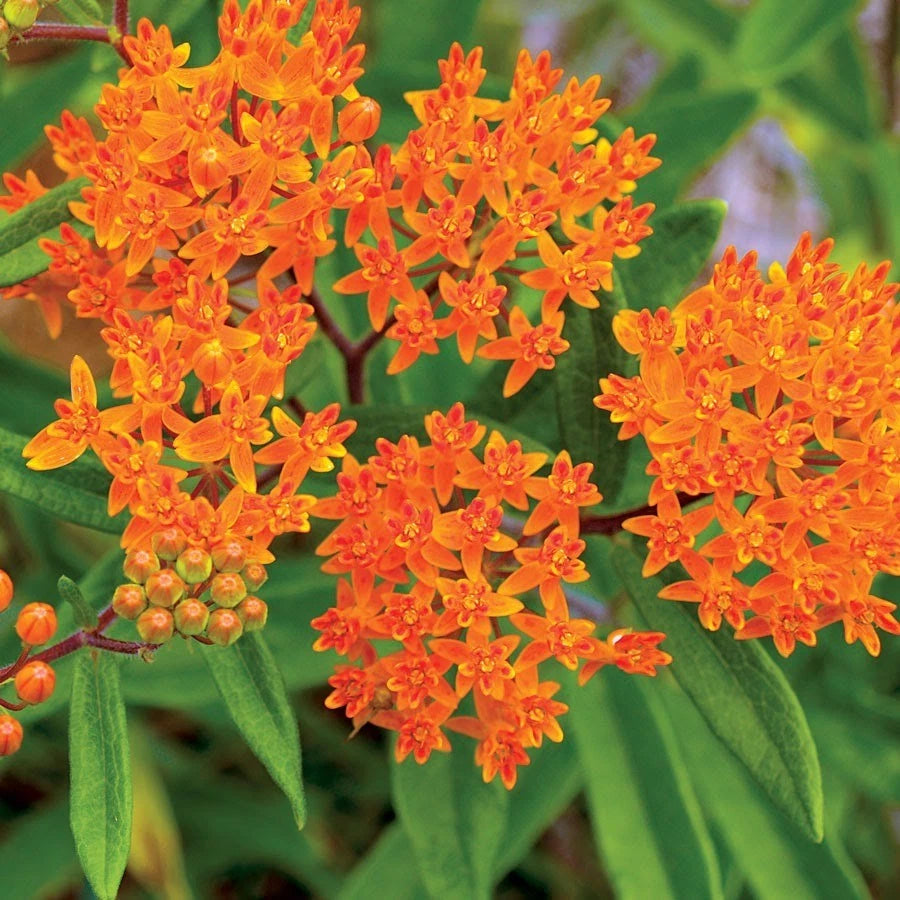 Butterfly Weed Seeds - Orange Milkweed, Pleurisy Root, Pollinator Friendly, Asclepias tuberosa, FREE SHIPPING