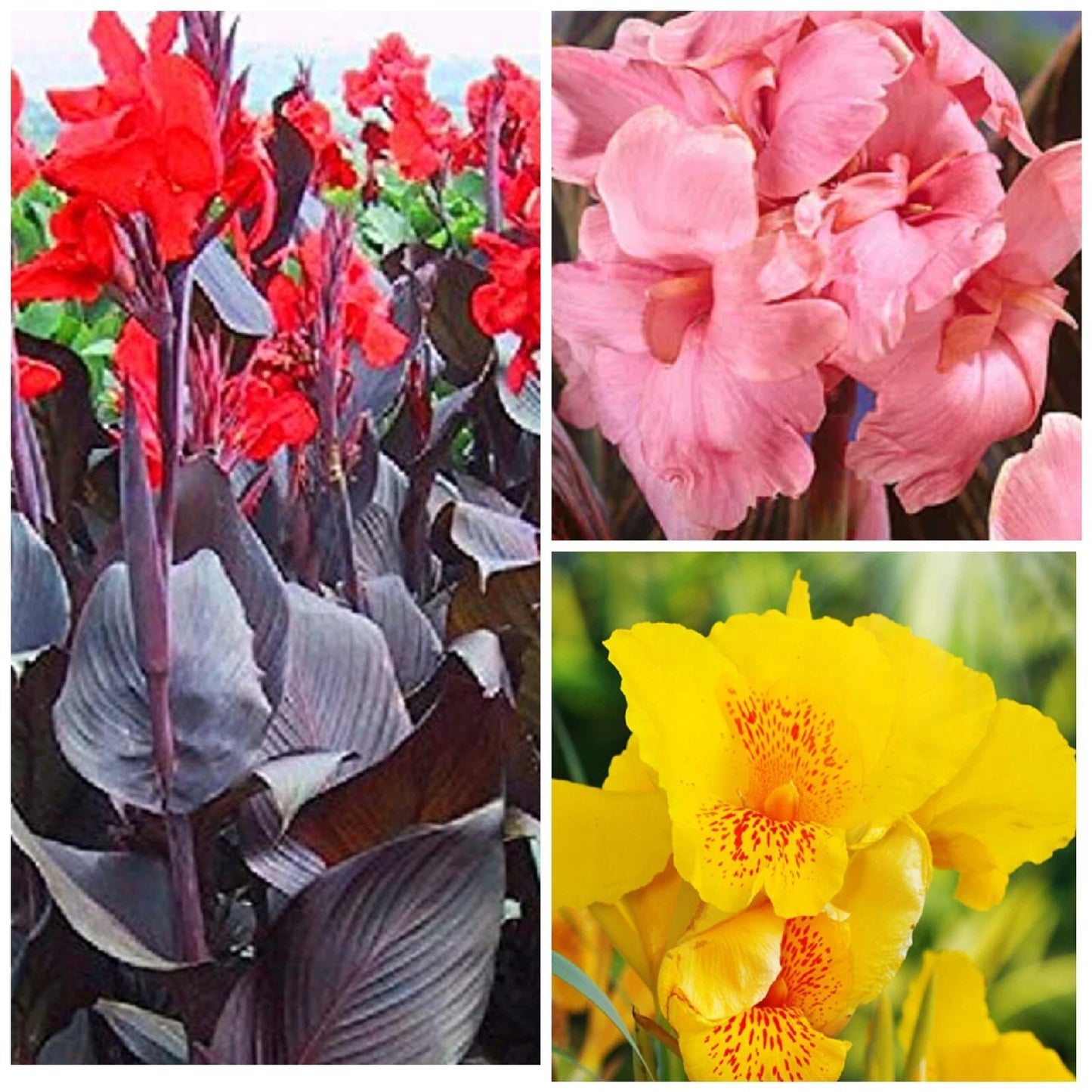 Canna Lily Plants - Mixed Colors - Tall Variety - Attracts Hummingbirds & Butterflies - Canna indica