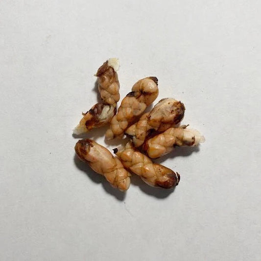 10 White Shamrock Bulbs – Oxalis triangularis alba, Perennial Easy-to-Grow Ornamental Plant, Indoor/Outdoor Clover-Like Foliage