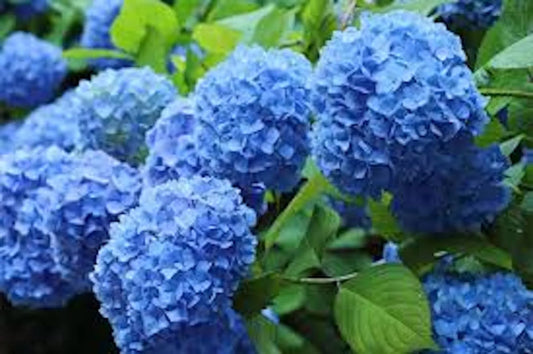 Blue Hydrangea Bushes - 5 Bare Root Plants - Old Fashioned Variety Hydrangea macrophylla - Vibrant Blue Flowers
