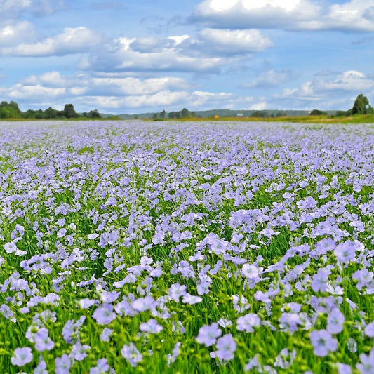 Blue Flax Seeds - 1000+ Perennial Wildflower for Cold & Drought Tolerant Summer Garden (Linum lewisii)