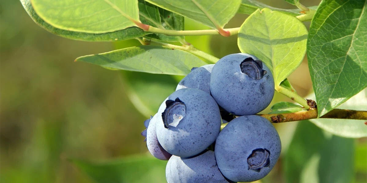 Blueberry Seeds 50 Seeds Organic Vaccinium Cyanococcus Perennial Fruit