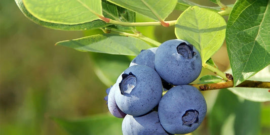Blueberry Seeds 50 Seeds Organic Vaccinium Cyanococcus Perennial Fruit
