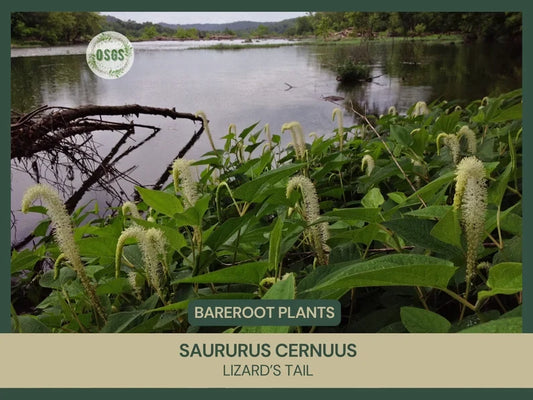Lizard's Tail Live Plant | Bareroot | Medicinal Native Plant | Saururus cernuus