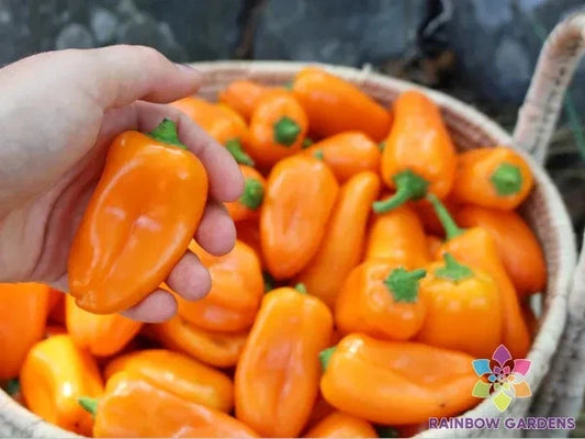 Lunchbox Sweet Pepper Seeds - 25+ Pack for Garden Planting - Capsicum annuum - USA Grown - Free Shipping