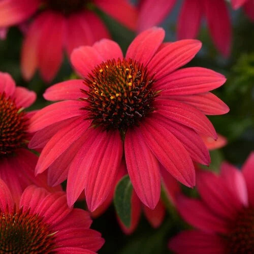 Baja Burgundy Coneflower Seeds - 50 Perennial Flower Seeds, Echinacea purpurea, Garden Blooming Plants