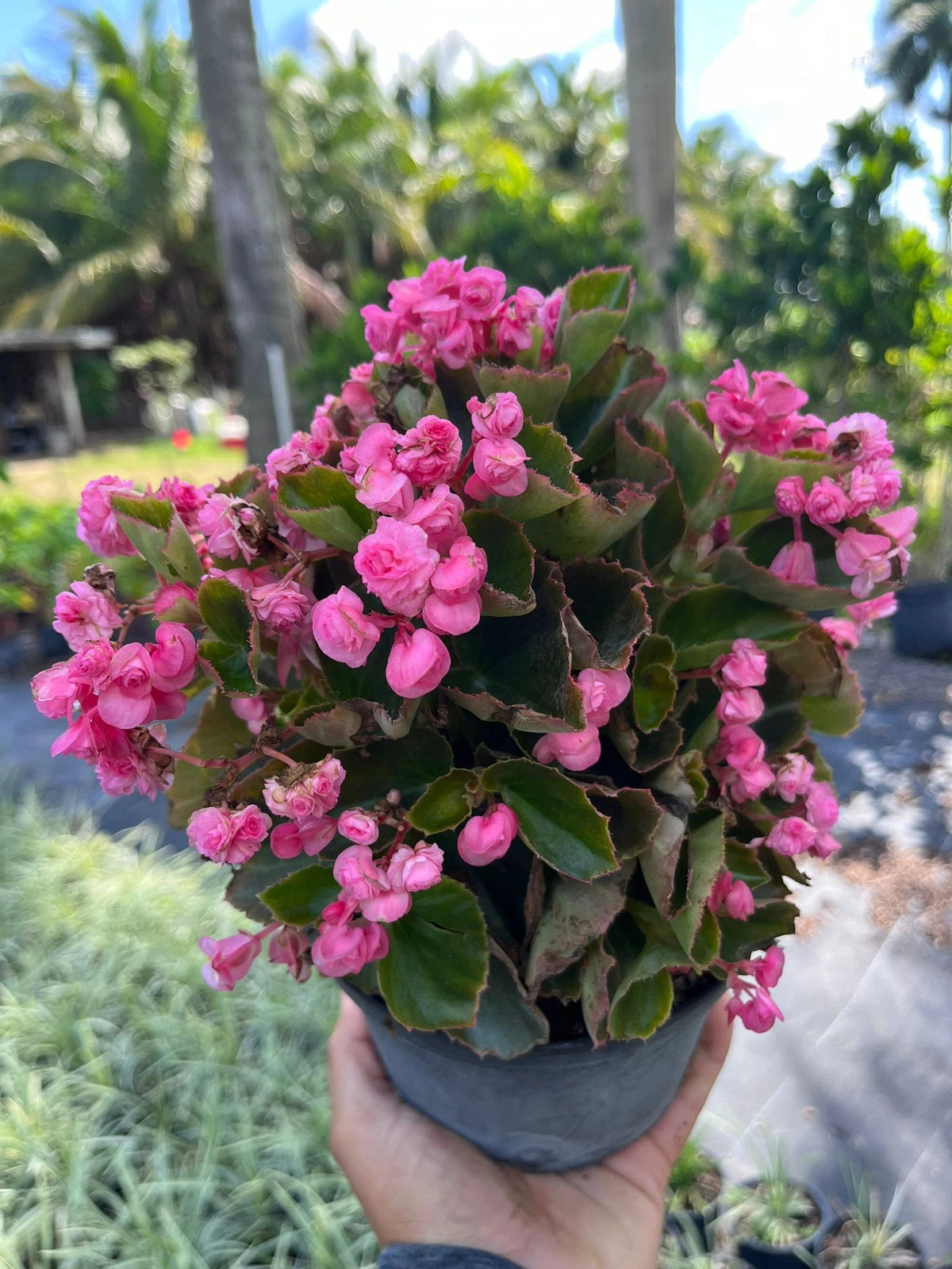 Live Pink Begonias Plant - Easy Care with Stunning Blooms - Begonia spp.