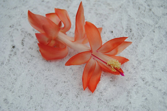 Christmas Cactus Starter Plant - Small Frida Variety - Schlumbergera Truncata - Well Rooted Healthy Plant