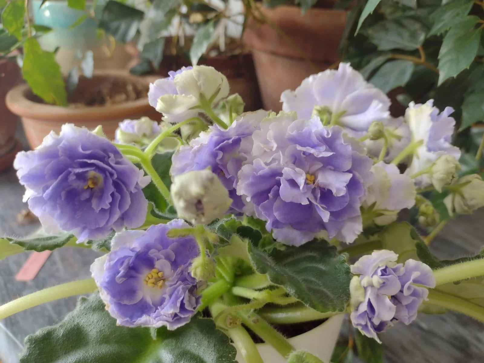 African Violet Fresh Cut Unrooted Leaves 2 Pack RS Aquamarine Saintpaulia ionantha