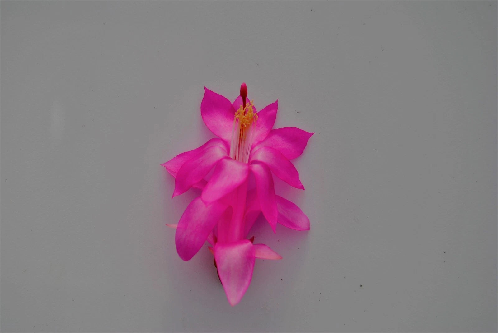 Christmas Cactus Starter Plant - Jolly Dancer - Schlumbergera Truncata - Healthy Well-Rooted Small Plant