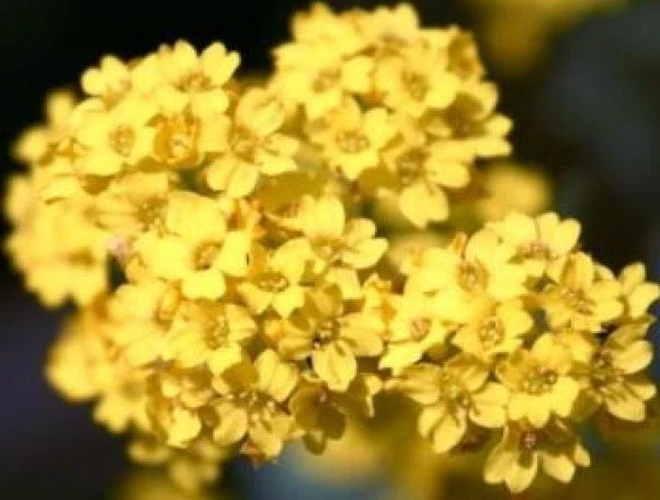 Alyssum Basket of Gold Seeds - 50 Fresh Flower Seeds - Sweet Alyssum (Lobularia maritima) - Free USA Shipping