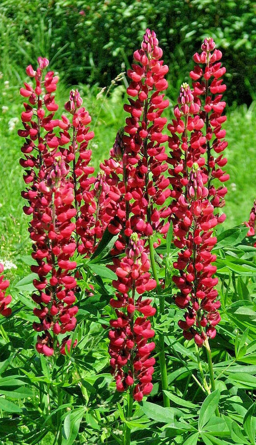 Tall Red Russell Lupine Seeds - 50 Seeds, Lupinus polyphyllus 'My Castle', Maries Green Garden