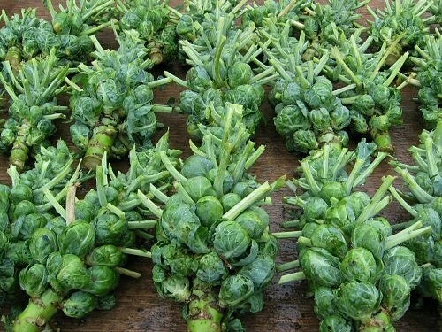 Brussel Sprouts Seeds - 300+ Non-GMO Heirloom Variety - Catskill, USA
