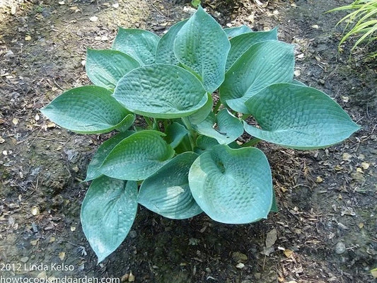 Abiqua Drinking Gourd Hosta Plant 4" Pot Blue-Green Leaves (Hosta 'Abiqua Drinking Gourd') - Shade Perennial, Low Maintenance