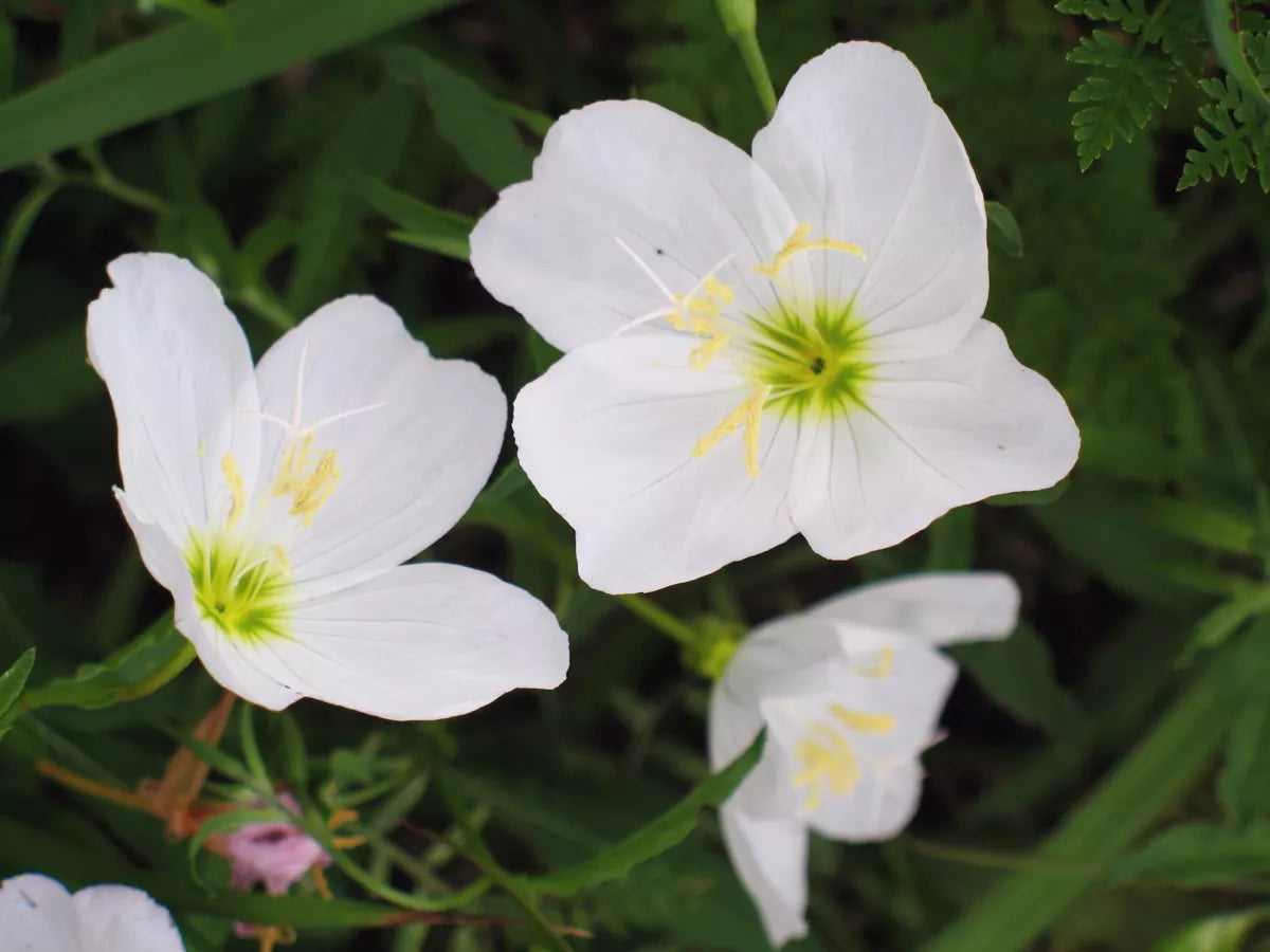 280 Seeds - White Evening Primrose Perennial - Oenothera biennis - Rare Seeds from GroCo USA - Free Shipping on 15+